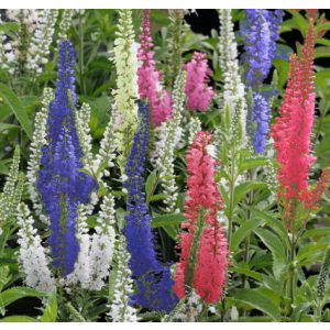 Veronica spicata Mix - Macskafarkú veronika