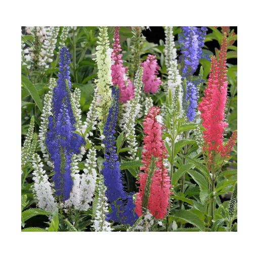 Veronica spicata Mix - Macskafarkú veronika