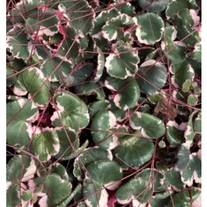 Saxifraga stolonifera Tricolor - Indás kőtörőfű