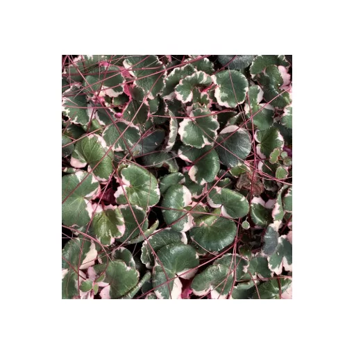 Saxifraga stolonifera Tricolor - Indás kőtörőfű