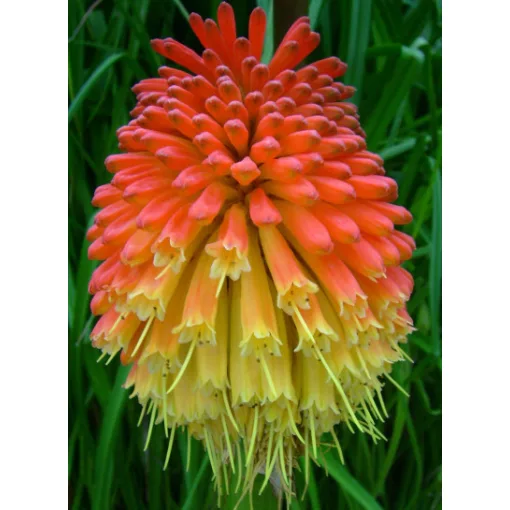 Kniphofia uvaria Flamingo - Fáklyaliliom