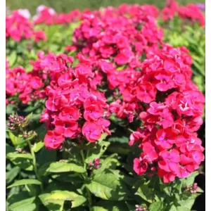 Phlox paniculata Strawberry Daiquiri - Bugás lángvirág