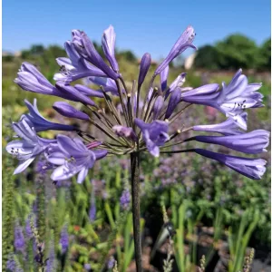 Agapanthus Dr Brouwer - Szerelemvirág