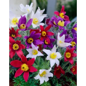 Pulsatilla vulgaris mix - Leánykökörcsin
