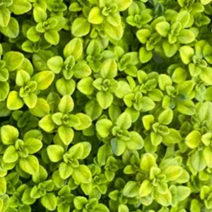 Thymus × citriodorus Archer's Gold - Kakukkfű