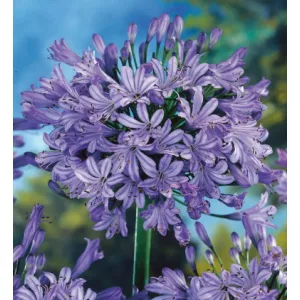 Agapanthus africanus Wolga - Szerelemvirág