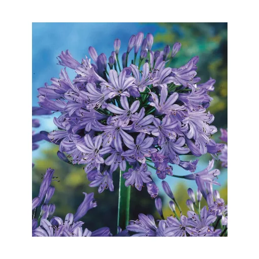 Agapanthus africanus Wolga - Szerelemvirág