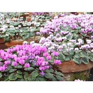 Cyclamen coum Mix - Kereklevelű ciklámen