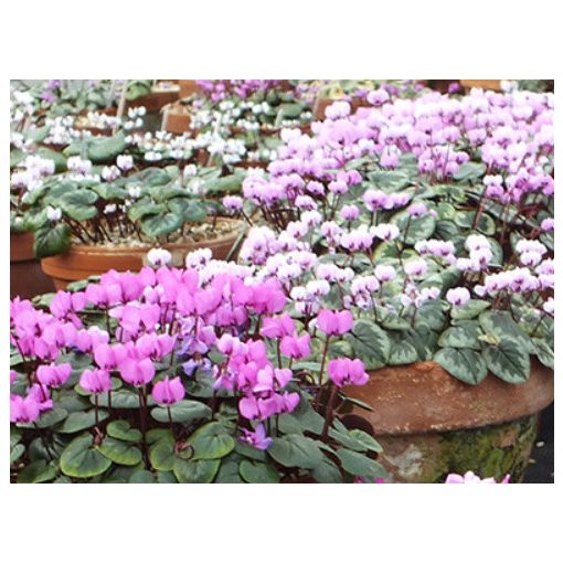 Cyclamen coum Mix - Kereklevelű ciklámen