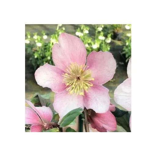 Hellebrous Sensas - Hunyor