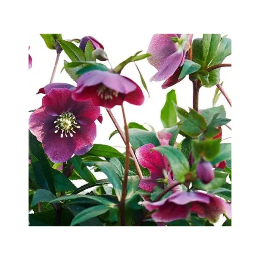 Helleborus Viv Milana - Hunyor