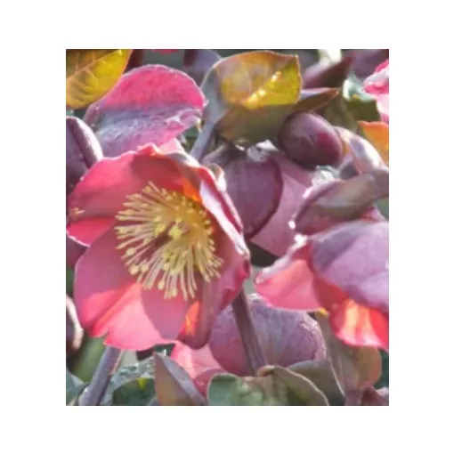 Helleborus Pennys Pink - Hunyor