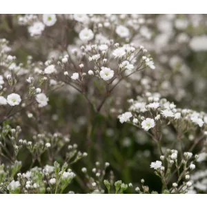Gypsophyla paniculata Summer Sparkles - Fátyolvirág