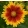 Coreopsis verticillata Corleone Red and Yellow - Menyecskeszem