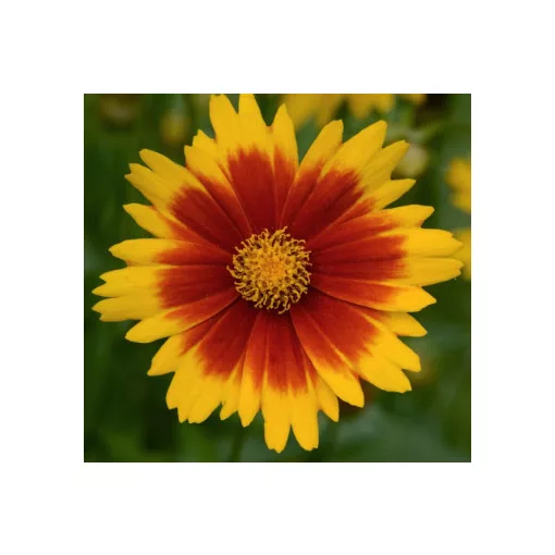 Coreopsis verticillata Corleone Red and Yellow - Menyecskeszem