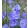 Campanula persicifolia Azure Beauty - Baracklevelű harangvirág