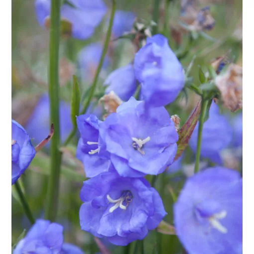 Campanula persicifolia Azure Beauty - Baracklevelű harangvirág