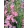 Penstemon Harlequin Pink - Bugatölcsér