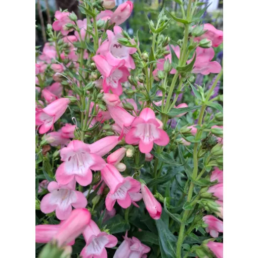 Penstemon Harlequin Pink - Bugatölcsér