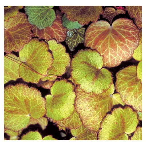 Saxifraga stolonifera Harvest Moon - Kőtörőfű