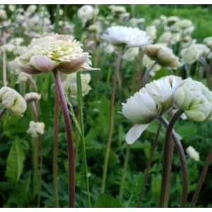 Anemone sylvesteis Plena - Erdei szellőrózsa