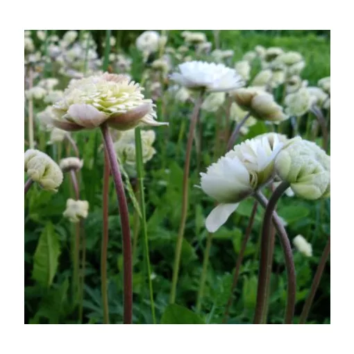 Anemone sylvesteis Plena - Erdei szellőrózsa