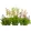 Calanthe Mix