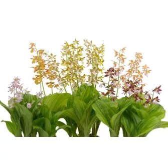 Kerti orchidea