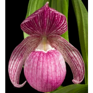 Cypripedium macranthos