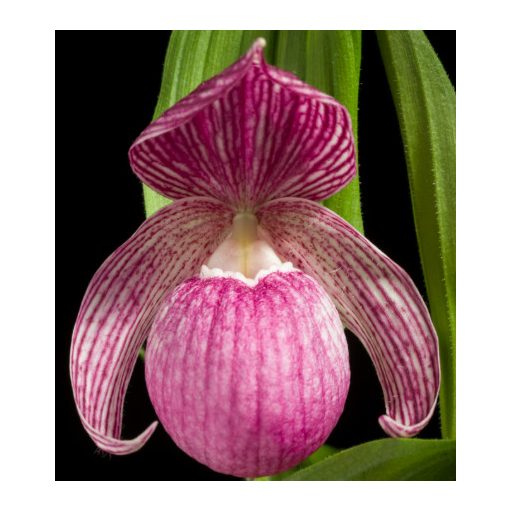 Cypripedium macranthos