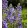 Salvia Living Large Big Sky Blue - Zsálya