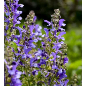 Salvia Living Large Big Sky Blue - Zsálya
