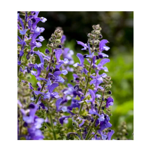 Salvia Living Large Big Sky Blue - Zsálya