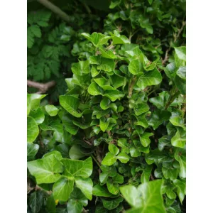Hedera helix Erecta - Oszlopos borostyán