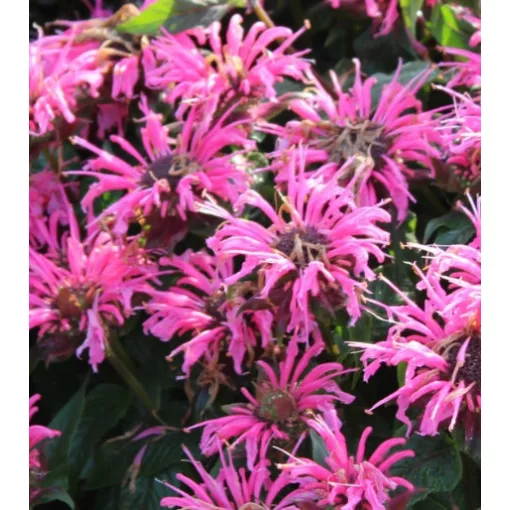 Monarda Sugar Buzz Bubblegum - Méhbalzsam