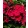 Phlox paniculata Bambini Cherry Crush - Bugás lángvirág