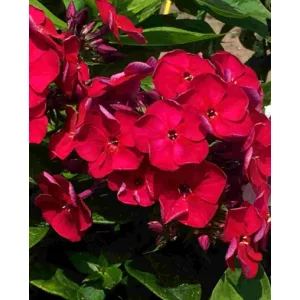 Phlox paniculata Bambini Cherry Crush - Bugás lángvirág