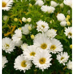 Aster dumosus Albit - Évelő őszirózsa