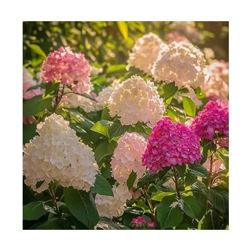 Hydrangea paniculata Mix - Bugás hortenzia mix