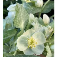 Helleborus lividus White - Hunyor