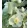 Helleborus lividus White - Hunyor