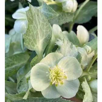 Hunyor (Helleborus)
