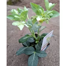 Helleborus lividus White - Hunyor