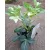 Helleborus lividus White - Hunyor