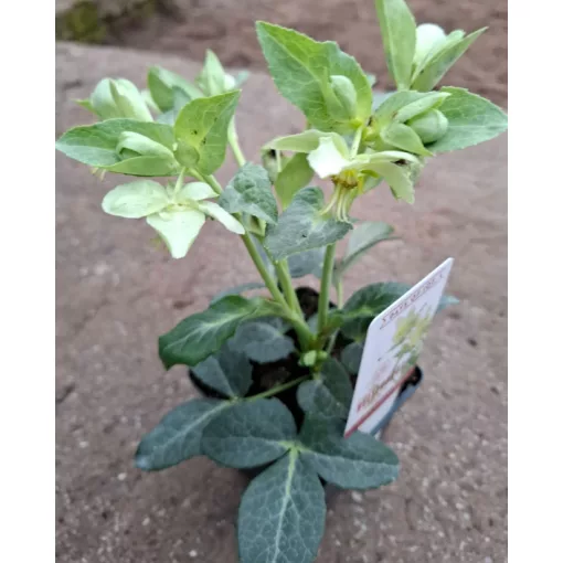 Helleborus lividus White - Hunyor