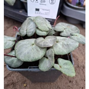 Cyclamen coum Rubrum Silver Leaf - Kereklevelű ciklámen