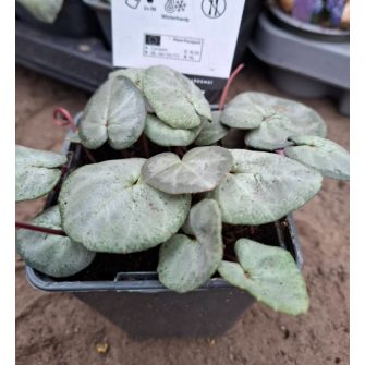 Ciklámen (Cyclamen)