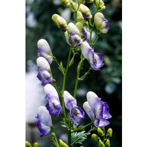 Aconitum x cammarum Bicolor - Kétpettyes sisakvirág
