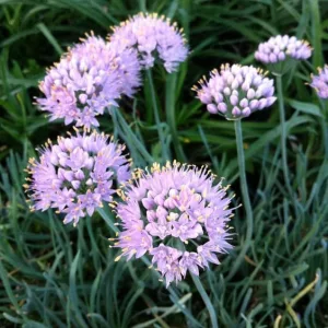 Allium lusitanicum Blue Eddy - Díszhagyma