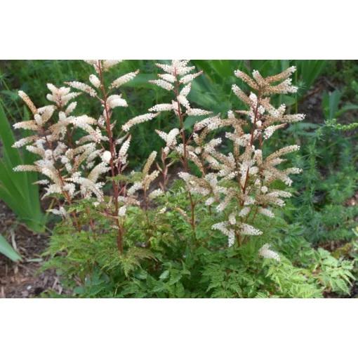 Aruncus aethusifolius Opulenz - Tündérfürt